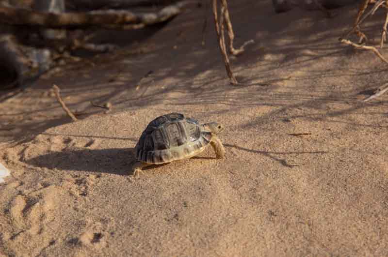 Egyptian tortoises in Libya